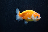 Ranchu  Sakura 3 Inch (ID#1203R1c-10) Free2Day SHIPPING