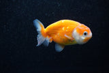 Ranchu  Sakura 3 Inch (ID#1203R1c-10) Free2Day SHIPPING