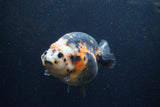 Jumbo Milk Cow Ranchu  Calico 5 Inch (ID#1217R9a-98)