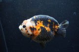 Jumbo Milk Cow Ranchu  Calico 5 Inch (ID#1217R9a-98)