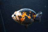 Jumbo Milk Cow Ranchu  Calico 5 Inch (ID#1217R9a-98)