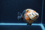 Jumbo Milk Cow Ranchu  Calico 5 Inch (ID#1217R9a-98)