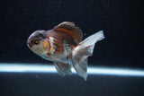 Juvenile Thai Oranda  Panda 3.5 Inch (ID#1129To13b-80) Free2Day SHIPPING