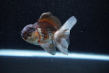 Juvenile Thai Oranda  Panda 3.5 Inch (ID#1129To13b-80) Free2Day SHIPPING