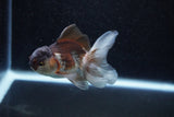 Juvenile Thai Oranda  Panda 3.5 Inch (ID#1129To13b-80) Free2Day SHIPPING