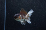 Juvenile Thai Oranda  Panda 3.5 Inch (ID#1129To13b-80) Free2Day SHIPPING