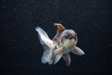 Juvenile Thai Oranda  Panda 3.5 Inch (ID#1129To13b-80) Free2Day SHIPPING