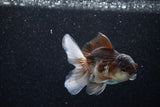 Juvenile Thai Oranda  Panda 3.5 Inch (ID#1129To13b-80) Free2Day SHIPPING