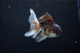 Juvenile Thai Oranda  Panda 3.5 Inch (ID#1129To13b-80) Free2Day SHIPPING