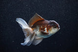 Juvenile Thai Oranda  Panda 3.5 Inch (ID#1129To13b-80) Free2Day SHIPPING