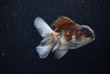 Juvenile Thai Oranda  Panda 3.5 Inch (ID#1129To13b-80) Free2Day SHIPPING