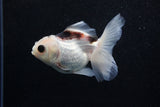 Juvenile Thai Oranda  Panda 3.5 Inch (ID#1129To13b-81) Free2Day SHIPPING