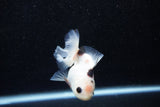 Juvenile Thai Oranda  Panda 3.5 Inch (ID#1129To13b-81) Free2Day SHIPPING