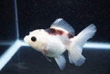 Juvenile Thai Oranda  Panda 3.5 Inch (ID#1129To13b-81) Free2Day SHIPPING