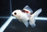 Juvenile Thai Oranda  Panda 3.5 Inch (ID#1129To13b-81) Free2Day SHIPPING