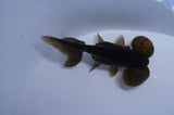 Bubble Eye  Chocolate 3.5 Inch (ID#321Be12c-83) Free2Day SHIPPING