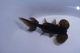 Bubble Eye  Chocolate 3.5 Inch (ID#321Be12c-83) Free2Day SHIPPING