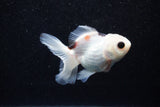 Juvenile Thai Oranda  Panda 3.5 Inch (ID#1129To13b-81) Free2Day SHIPPING