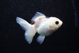 Juvenile Thai Oranda  Panda 3.5 Inch (ID#1129To13b-81) Free2Day SHIPPING