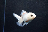 Juvenile Thai Oranda  Panda 3.5 Inch (ID#1129To13b-81) Free2Day SHIPPING