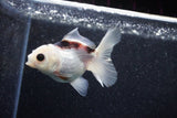 Juvenile Thai Oranda  Panda 3.5 Inch (ID#1129To13b-81) Free2Day SHIPPING