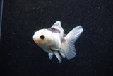 Juvenile Thai Oranda  Panda 3.5 Inch (ID#1129To13b-81) Free2Day SHIPPING