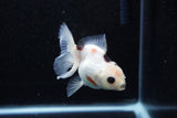 Juvenile Thai Oranda  Panda 3.5 Inch (ID#1129To13b-81) Free2Day SHIPPING