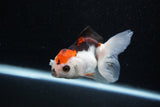 Juvenile Thai Oranda  Tricolor 3.5 Inch (ID#1129To13b-82) Free2Day SHIPPING