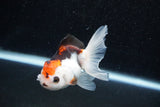 Juvenile Thai Oranda  Tricolor 3.5 Inch (ID#1129To13b-82) Free2Day SHIPPING