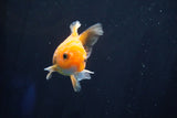 Juvenile Thai Oranda  Red White 3.5 Inch (ID#823To13bpt6-58) Free2Day SHIPPING