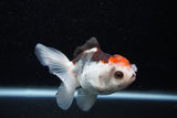 Juvenile Thai Oranda  Tricolor 3.5 Inch (ID#1129To13b-82) Free2Day SHIPPING