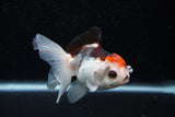 Juvenile Thai Oranda  Tricolor 3.5 Inch (ID#1129To13b-82) Free2Day SHIPPING