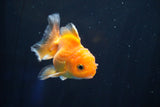 Juvenile Thai Oranda  Red White 3.5 Inch (ID#823To13bpt6-58) Free2Day SHIPPING