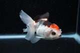 Juvenile Thai Oranda  Tricolor 3.5 Inch (ID#1129To13b-82) Free2Day SHIPPING