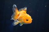 Juvenile Thai Oranda  Red White 3.5 Inch (ID#823To13bpt6-58) Free2Day SHIPPING