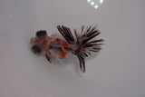 Butterfly  Calico 3 Inch (ID#1217B8b-42) Free2Day SHIPPING