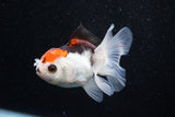 Juvenile Thai Oranda  Tricolor 3.5 Inch (ID#1129To13b-82) Free2Day SHIPPING