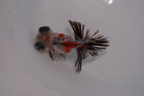 Butterfly  Calico 3 Inch (ID#1217B8b-42) Free2Day SHIPPING