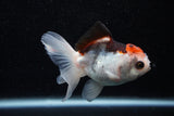 Juvenile Thai Oranda  Tricolor 3.5 Inch (ID#1129To13b-82) Free2Day SHIPPING