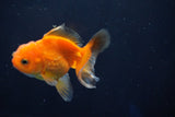 Juvenile Thai Oranda  Red White 3.5 Inch (ID#823To13bpt6-58) Free2Day SHIPPING