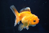 Juvenile Thai Oranda  Red White 3.5 Inch (ID#823To13bpt6-58) Free2Day SHIPPING