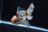 Juvenile Thai Oranda  Calico 4 Inch (ID#1129To13b-83) Free2Day SHIPPING