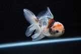 Juvenile Thai Oranda  Calico 4 Inch (ID#1129To13b-83) Free2Day SHIPPING