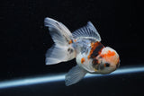 Juvenile Thai Oranda  Calico 4 Inch (ID#1129To13b-83) Free2Day SHIPPING