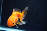 Juvenile Thai Oranda  Red White 3.5 Inch (ID#823To13bpt6-58) Free2Day SHIPPING