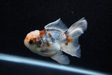 Juvenile Thai Oranda  Calico 4 Inch (ID#1129To13b-83) Free2Day SHIPPING