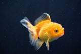 Juvenile Thai Oranda  Red White 3.5 Inch (ID#823To13bpt6-58) Free2Day SHIPPING