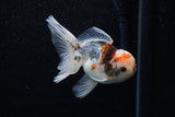 Juvenile Thai Oranda  Calico 4 Inch (ID#1129To13b-83) Free2Day SHIPPING