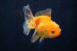 Juvenile Thai Oranda  Red White 3.5 Inch (ID#823To13bpt6-58) Free2Day SHIPPING