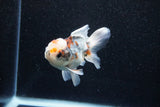 Juvenile Thai Oranda  Calico 4 Inch (ID#1129To13b-83) Free2Day SHIPPING